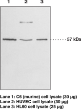 GPR17 (C-Term) Polyclonal Antibody GPR17 (C-Term) Polyclonal Antibody