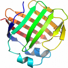 FABP1 (human recombinant)